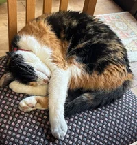 我が家の猫ちゃん