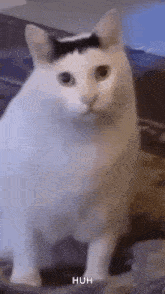 huh cat huh m4rtin
